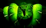 Classic Serpent Browser Game