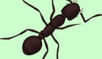 Ant Attack! Online Fun Game
