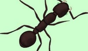 Ant Attack! Online Fun Game